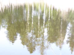 Waldbäume spiegeln im Wasser, im Vogelmoos bei Neudorf. (Bild: Josef Habermacher)