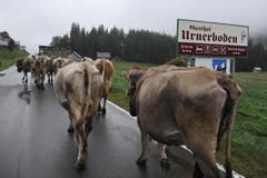Unterwegs auf der «Boodäfaart» aus dem Klausengebiet auf den Urnerboden. (Bild: Urs Hanhart/Neue UZ)