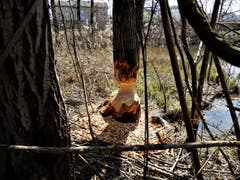 Ja, nachtaktiv sollte man sein, so hätte man eventuell die Möglichkeit diesem Biber beim "Holzfällen" zuzusehen. (Bild: Margrith Imhof-Röthlin)