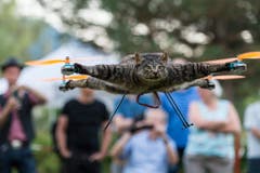 Kater Orville hebt ab - er war de Katze von Künstler Bart Jansen. (Bild: Keystone)