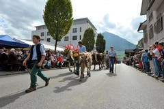 Diese Tiere kehren von der Wissifluh in Wolfenschiessen zurück. Begleitet werden sie jeweils von deren Besitzern, Hirten oder Helfern. (Bild: Christoph Riebli)