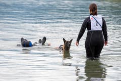 «Wir haben bereits vor einigen Jahren diesen Verein für Wasserarbeitshunde gegründet, und schliesslich ist im Herbst die Idee aufgekommen, die Schweizer Meisterschaft zu uns zu holen», fügt OK-Präsidentin Vreni Reding an, welche seit vierzig Jahren Hunde ausbildet und selber mit ihrem Hund auch startet. (Bild: Maria Schmid / Neue ZZ)