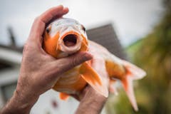 Knüsel jagt im Teich einen Goldtisch. Diese Art zeigt eine erhöhte Anfälligkeit für Nierenzysten und Hauttumore. (Bild: Boris Bürgisser)