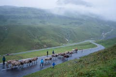 Ceremonial driving down of cattle (Bild: Keystone / Urs Flüeler)