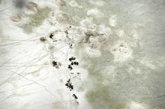 Auf der Shortlist in der Kategorie "Natur & Tiere" (Bild: Paul van Schalkwyk)