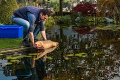 Knüsels Spezialgebiet: die medizinische Behandlung von Fischen aller Art. (Bild: Boris Bürgisser)
