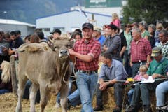 Impressionen von der Urner Grossviehschau in Altdorf. (Bild: Urs Hanhart)