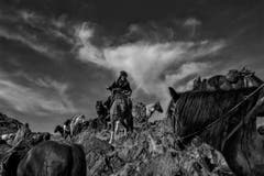 Auf der Shortlist in der Kategorie "Natur & Tiere" (Bild: Palani Mohan)