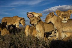 Finalist in der Kategorie "Natur & Tiere" (Bild: Michael Nichols)