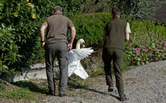 Vor dem Griff ins Nest muss der brütende Schwan zum Aufstehen gebracht werden. (Bild: Corinne Glanzmann (Neue NZ))