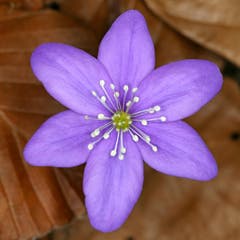 Leberblümchen (Bild: Bruno Schuler, Buochs)