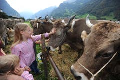 Impressionen von der Urner Grossviehschau in Altdorf. (Bild: Urs Hanhart)