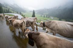 Ceremonial driving down of cattle (Bild: Keystone / Urs Flüeler)