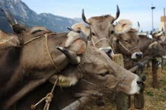 Impressionen von der Urner Grossviehschau in Altdorf. (Bild: Urs Hanhart)