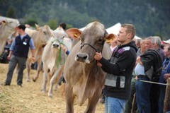 Impressionen von der Urner Grossviehschau in Altdorf. (Bild: Urs Hanhart)
