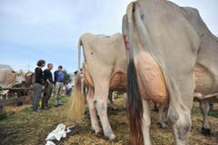 Impressionen von der Urner Grossviehschau in Altdorf. (Bild: Urs Hanhart)