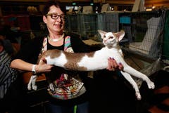 Regina Kurz präsentiert ihre lange Kurze: Gizmo of Seeta's Best, eine Orientalische Kurzhaar-Katze. (Bild: Christof Borner-Keller / Neue ZZ)