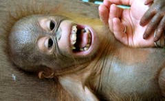 Auch dieser Baby-Orang Utan lächelt. (Bild: Keystone)