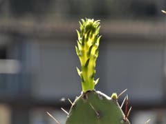 Frühling ist auch bei diesem Kaktus in Sicht, schade nur, dass er so schmerzhaft sticht ! Aufgenommen in Ebikon (Bild: Margrith Imhof-Röthlin)