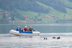 Vor über hundert Jahren wurde erstmals davon berichtet, dass ein Hund zur Rettung eines Menschen aus dem Wasser beigetragen hat. (Bild: Maria Schmid / Neue ZZ)
