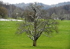 Der Baum erhielt am Ostersonntag eine leichte Schneedecke. (Bild: Keystone)