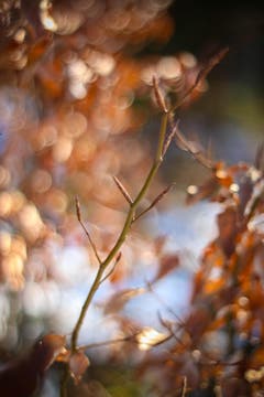Ast mit Knospen. (Bild: Petra Jung)