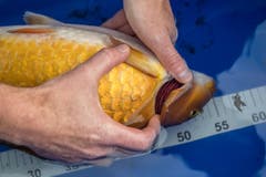 Nachdem der Fisch in einem Becken betäubt und ruhiggestellt wurde, entfernt ihm der Veterinär das Geschwür. (Bild: Boris Bürgisser)