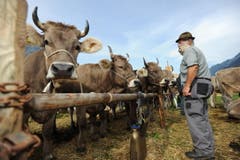 Impressionen von der Urner Grossviehschau in Altdorf. (Bild: Urs Hanhart)