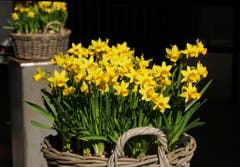 Das Osterwetter scheint nicht sonnig und angenehm warm zu werden. Vielleicht vermitteln die Osterblumen etwas vom erwünschten Frühling? (Bild: Georgette Baumgartner-Krieg)