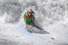 Behaarte, vierbeinige Surfer sind in die Wellen von Kalifornien gestiegen. (Bild: Keystone)