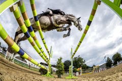 Ein Reiter mit Pferd an den Pferdesporttagen am Freitag, 15. Juli 2016 in Dagmersellen. (Bild: Philipp Schmidli)