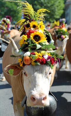 Bild: Swiss-Image/Andy Mettler