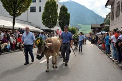 Dieses Tier verbrachte den Alpsommer auf der Wissifluh in Wolfenschiessen und kommt nun ins Tal zurück. (Bild: Christoph Riebli)