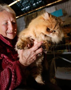 Biene Maja vom Koboldland, eine Perserkatze von Géraldine Ochoiski. (Bild: Christof Borner-Keller / Neue ZZ)