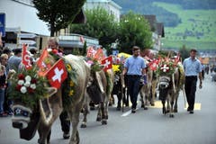 Auch diese reich geschmückten Tiere verbrachten Sommer auf der Ochsenweid auf dem Buochserhorn. (Bild: Christoph Riebli)