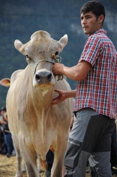 Impressionen von der Urner Grossviehschau in Altdorf. (Bild: Urs Hanhart)