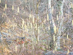 Frühling in Sicht. (Bild: Jpsef Habermacher)
