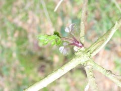 Die ersten Knospen spriessen, am Waldrand. (Bild: Josef Habermacher)
