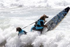 Andere wählten die Tandem-Variante mit Herrchen oder Frauchen. (Bild: Keystone)