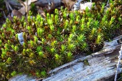 Moospflanze, häufig auf Totholz zu sehen. Aufgenommen auf dem Panoramaweg Hasliberg, Brünigpass. (Bild: Bruno Ringgenberg)