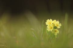 Die Schlüsselblume ist der Inbegriff der Frühjahrsblüher. Da sie entkrampfend und schleimlösend wirkt, ist sie als Hustentee sehr geeignet. (Bild: Husmann Xaver)
