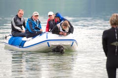 Im ersten Teil müssen die Hunde Gehorsam beweisen... (Bild: Maria Schmid / Neue ZZ)