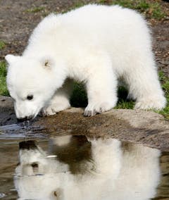 Knut lebte noch drei weitere Jahre. (Bild: Keystone)
