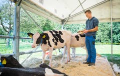 Highend Viehzucht Gant (Bild: Andrea Stalder)
