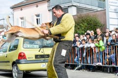 Polizeihunde-Vorführung an der Wega. (Bild: Donato Caspari)