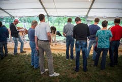 Highend Viehzucht Gant (Bild: Andrea Stalder)