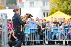 Polizeihunde-Vorführung an der Wega. (Bild: Donato Caspari)