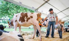 Highend Viehzucht Gant (Bild: Andrea Stalder)