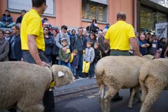 St. Gallen - Umzug Olma Olmaumzug durch die Stadt (Bild: Ralph Ribi)