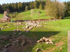 Der Bach trat weit über das Ufer und liess Geröll zurück. (Bild: Feuerwehr Ebnat-Kappel)